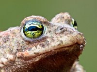 Bufo calamita 24, Rugstreeppad, Saxifraga-Rudmer Zwerver