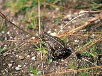 Bufo calamita 3, Rugstreeppad, Saxifraga-Jan Nijendijk