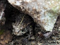 Bufo calamita 36, Rugstreeppad, Saxifraga-Hans Dekker