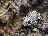 Bufo calamita 37, Rugstreeppad, Saxifraga-Hans Dekker