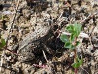 Bufo calamita 39, Rugstreeppad, Saxifraga-Hans Dekker