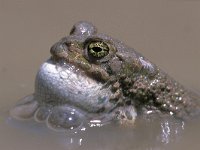 Bufo viridis 10, Groene pad, Saxifraga-Edo van Uchelen