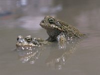 Bufo viridis 13, Groene pad, Saxifraga-Edo van Uchelen