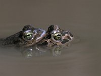 Bufo viridis 16, Groene pad, Saxifraga-Edo van Uchelen