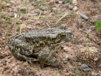 Bufo viridis 20, Groene pad, Saxifraga-Mark Zekhuis