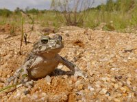 Bufo viridis 26, Groene pad, Saxifraga-Mark Zekhuis