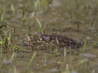 Bufo viridis 27, Groene pad, Saxifraga-Dirk Hilbers