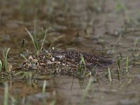 Bufo viridis 29, Groene pad, Saxifraga-Dirk Hilbers