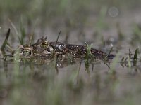 Bufo viridis 30, Groene pad, Saxifraga-Dirk Hilbers