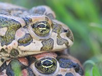 Bufo viridis 33, Groene pad, Saxifraga-Dirk Hilbers