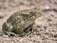 Bufo viridis sitibundus 40, Oostelijke groene pad, Saxifraga-Tom Heijnen