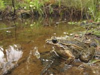 Discoglossus galganoi 4, Iberische schijftongkikker, Saxifraga-Rob Felix : Amphibia, Amphibian, Animalia, Anura, Chordata, amfibie, amfibieën, animal, dier, dieren, frogs and toads, gewervelde dieren, kikkers en padden, vertebraat, vertebrate