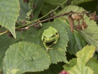 Hyla arborea 107, Boomkikker, Saxifraga-Willem van Kruijsbergen