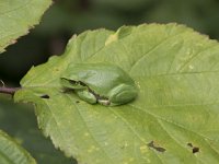 Hyla arborea 110, Boomkikker, Saxifraga-Willem van Kruijsbergen