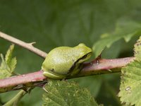 Hyla arborea 111, Boomkikker, Saxifraga-Willem van Kruijsbergen