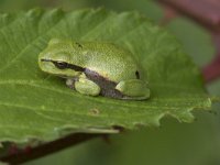 Hyla arborea 113, Boomkikker, Saxifraga-Willem van Kruijsbergen