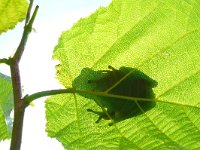 Hyla arborea 16, Boomkikker, Saxifraga-Mark Zekhuis