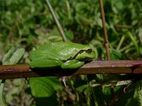 Hyla arborea 24, Boomkikker, Saxifraga-Mark Zekhuis