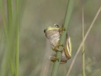 Hyla arborea 39, Boomkikker, Saxifraga-Mark Zekhuis