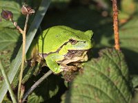 Hyla arborea 45, Boomkikker, Saxifraga-Peter Meininger