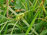 Hyla arborea 56, Boomkikker, Saxifraga-Hans Grotenhuis