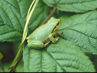 Hyla arborea 7, Boomkikker, Saxifraga-Kees Marijnissen