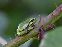 Hyla arborea 74, Boomkikker, Saxifraga-Luuk Vermeer