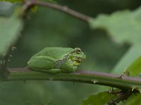 Hyla arborea 80, Boomkikker, Saxifraga-Willem van Kruijsbergen