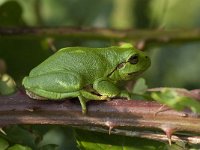 Hyla arborea 84, Boomkikker, Saxifraga-Willem van Kruijsbergen