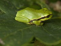 Hyla arborea 85, Boomkikker, Saxifraga-Willem van Kruijsbergen