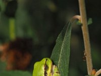 Hyla arborea 91, Boomkikker, Saxifraga-Hans Dekker