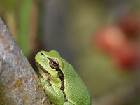 Hyla arborea 93, Boomkikker, Saxifraga-Luuk Vermeer