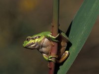 Hyla arborea 1, Boomkikker, Saxifraga-Arie de Knijff