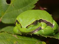 Hyla arborea 10, Boomkikker, Saxifraga-Kees Marijnissen