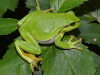 Hyla arborea 11, Boomkikker, Saxifraga-Kees Marijnissen