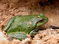 Hyla arborea 14, Boomkikker, Saxifraga-Mark Zekhuis