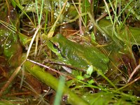 Hyla arborea 18, Boomkikker, Saxifraga-Mark Zekhuis