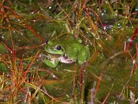 Hyla arborea 19, Boomkikker, Saxifraga-Mark Zekhuis