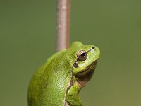 Hyla arborea 20, Boomkikker, Saxifraga-Mark Zekhuis