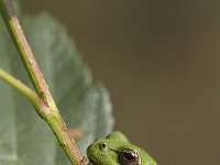 Hyla arborea 21, Boomkikker, Saxifraga-Mark Zekhuis