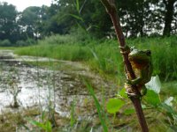 Hyla arborea 22, Boomkikker, Saxifraga-Mark Zekhuis