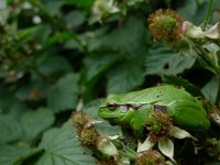 Hyla arborea 25, Boomkikker, Saxifraga-Mark Zekhuis