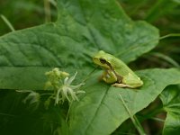 Hyla arborea 3, Boomkikker, Saxifraga-Dirk Hilbers