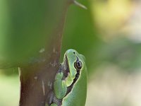 Hyla arborea 33, Boomkikker, Saxifraga-Luuk Vermeer