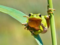 Wild Treefrog  European Tree Frog (Hyla arborea) climbing in a Twig of Reed in its Natural Habitat : Netherlands, amphibian, animal, arborea, arboreal, background, beautiful, beauty, blackberry, branch, close, closeup, color, common, curiosity, curious, curious animal, cute, cute frog, drops, endangered, environment, exotic frog, eyes, fauna, frog, frog copy space, frog copyspace, gaudy, green, habitat, hiding, hyla, isolated, little, looking, macro, mystery, natural, nature, nature background, nature conservation, space, spring, tree, treefrog, vivid, wild, wildlife