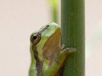 Hyla arborea 4, Boomkikker, juvenile, Saxifraga-Mark Zekhuis