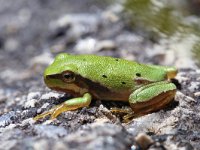 Hyla arborea 42, Boomkikker, Saxifraga-Jeroen Willemsen