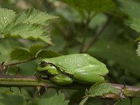 Hyla arborea 46, Boomkikker, Saxifraga-Jan van der Straaten