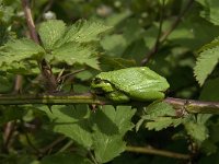 Hyla arborea 47, Boomkikker, Saxifraga-Jan van der Straaten