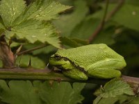 Hyla arborea 48, Boomkikker, Saxifraga-Jan van der Straaten